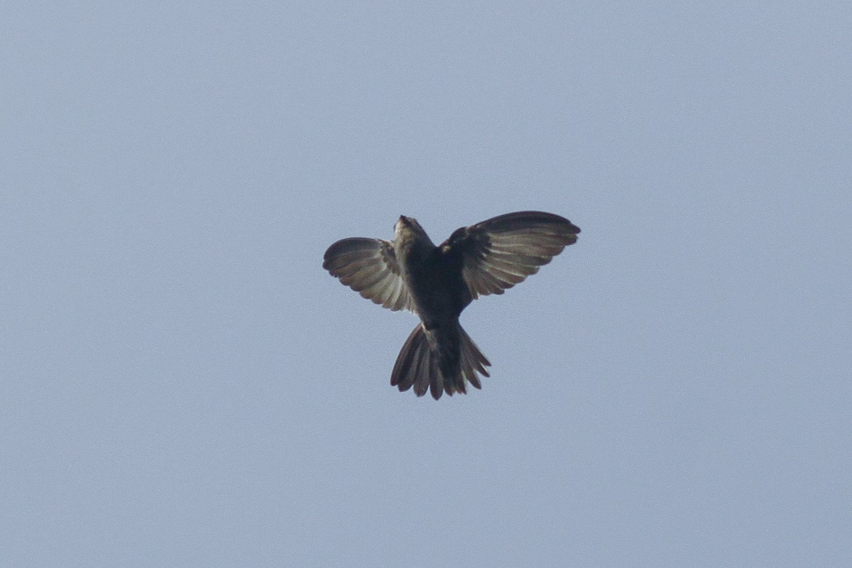 Black-nest Swiftlet - ML221405121