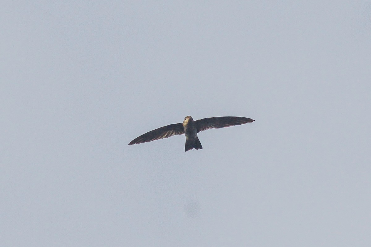 Black-nest Swiftlet - ML221405131