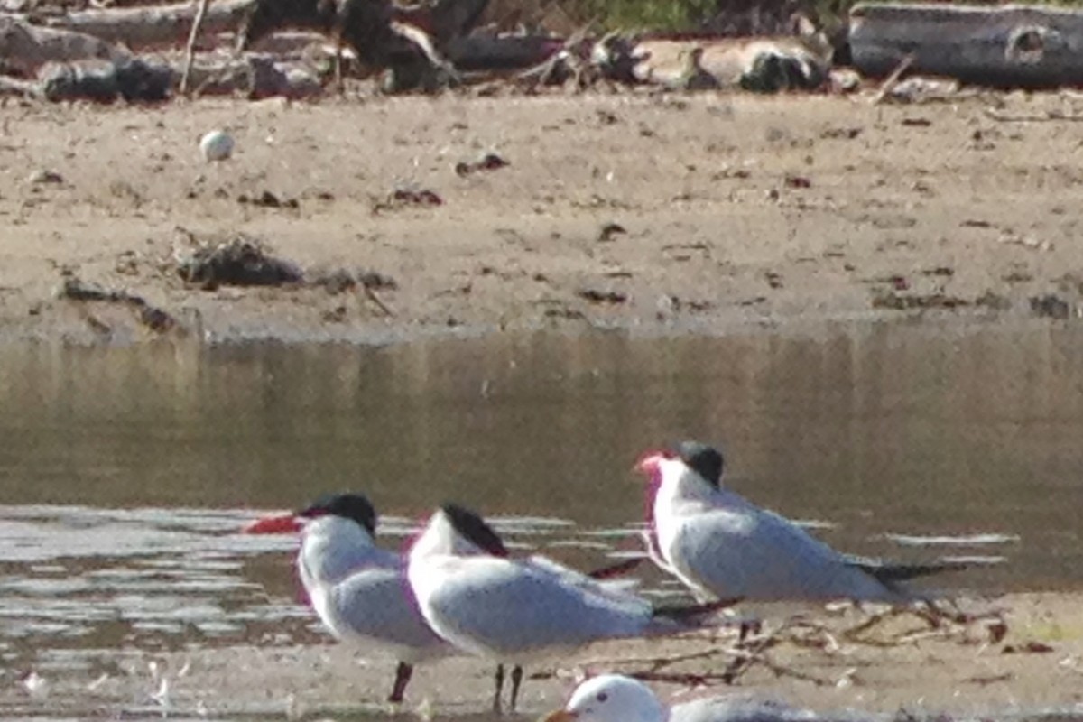 Caspian Tern - ML221405911