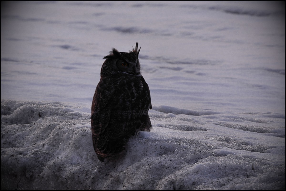 Great Horned Owl - Serge Wolf