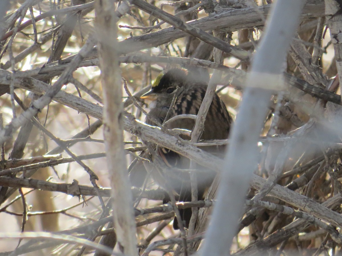 Golden-crowned Sparrow - ML22141011