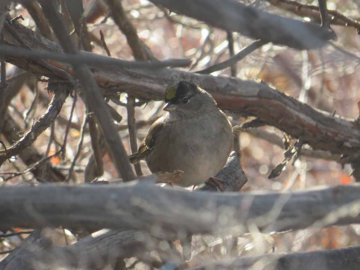 Golden-crowned Sparrow - ML22141031