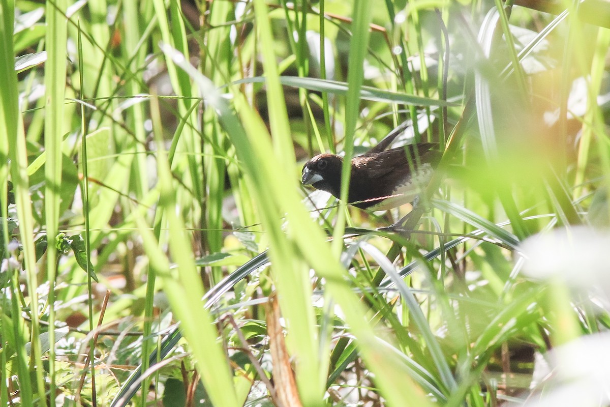 White-bellied Munia - ML221411241