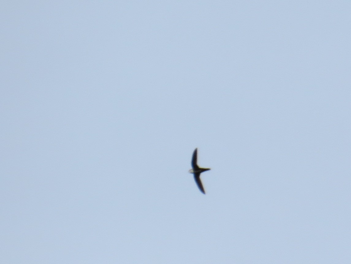 White-throated Swift - ML22141331