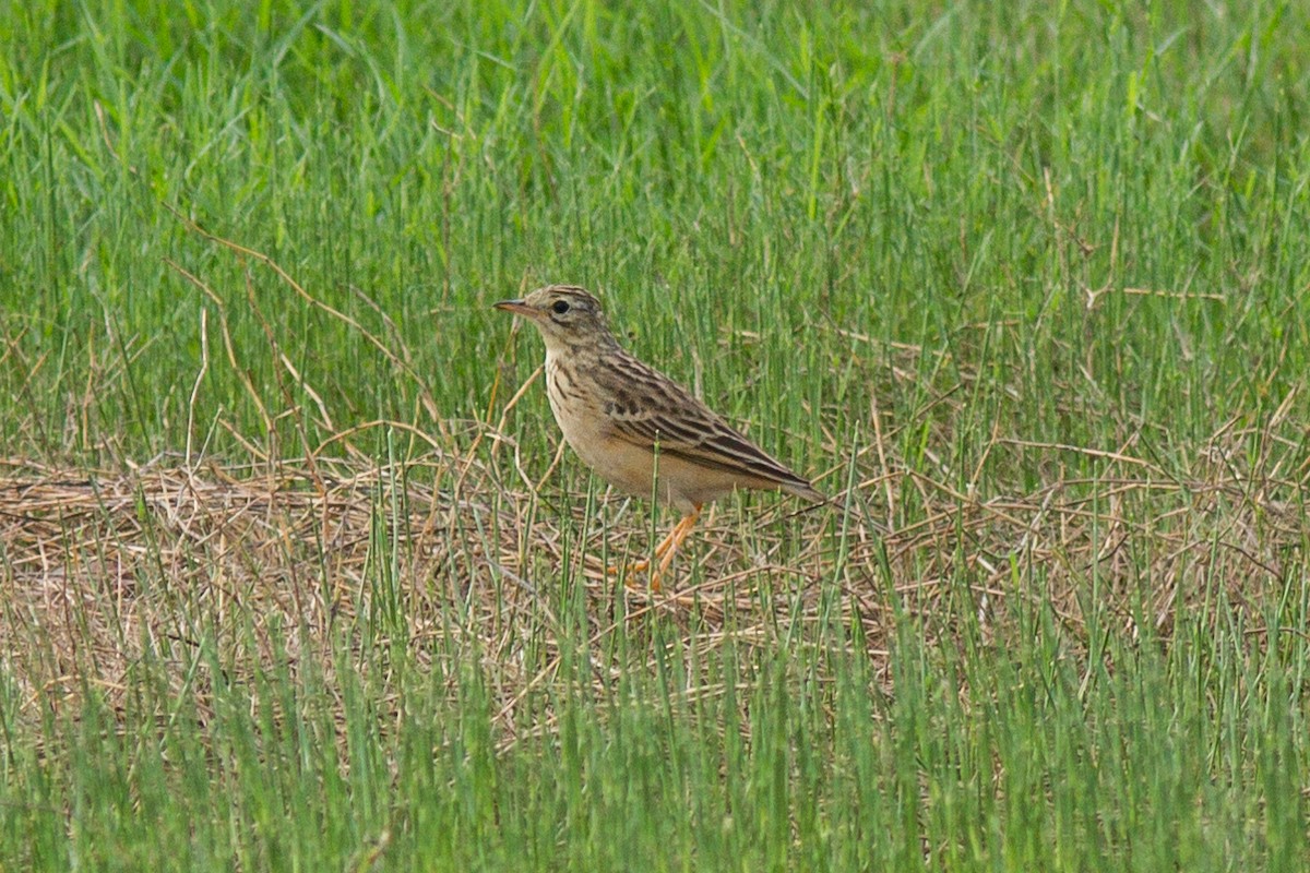 Blyth's Pipit - ML221414311