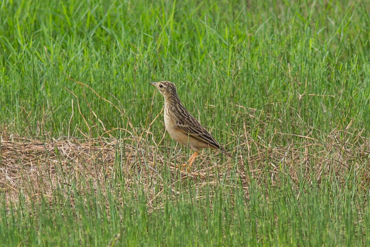 Blyth's Pipit - ML221414321