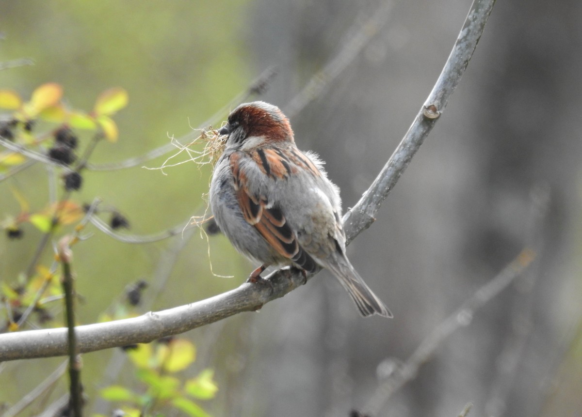 House Sparrow - Erik Bergman