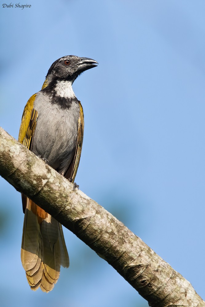 Black-headed Saltator - ML221414711