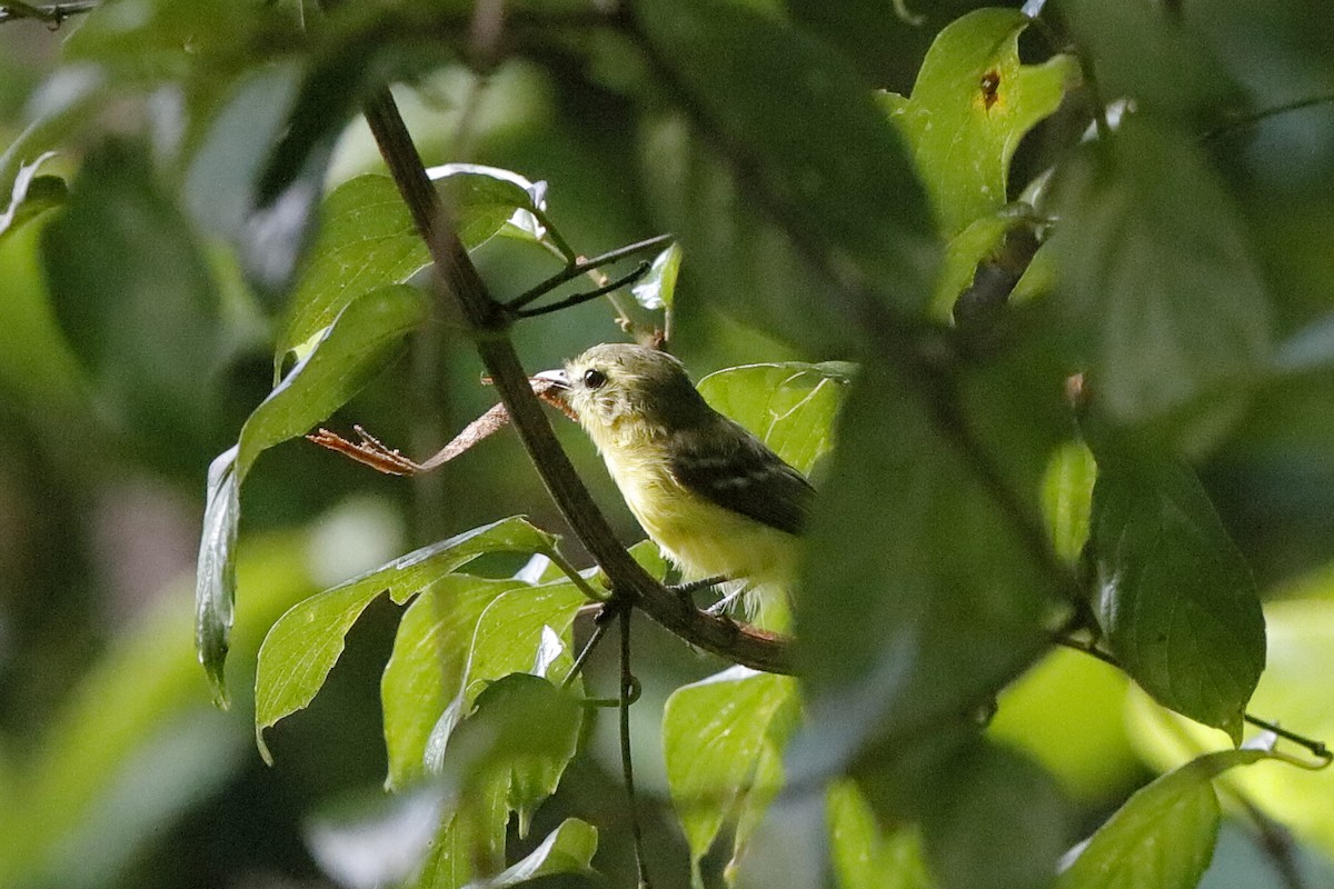 Yellow Tyrannulet - ML221415241