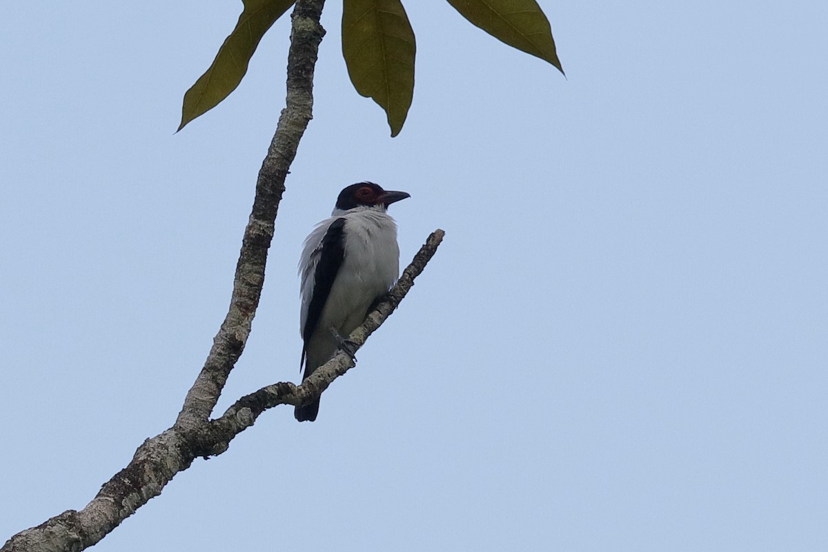 Black-tailed Tityra - ML221415251