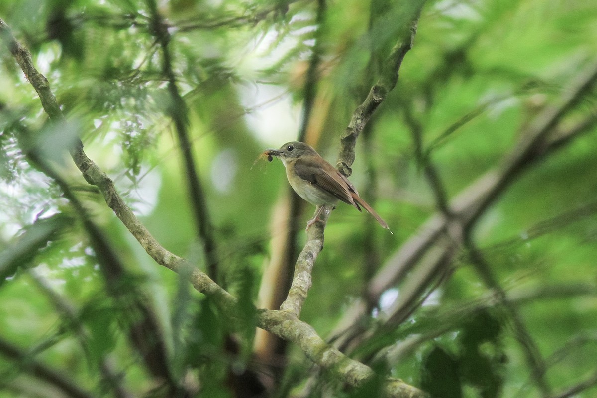 Fulvous-chested Jungle Flycatcher - Wich’yanan Limparungpatthanakij