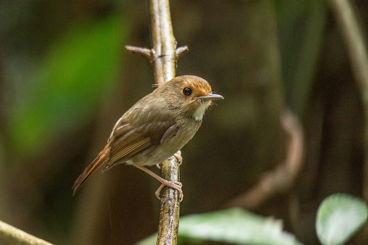 Rufous-browed Flycatcher - ML221416851