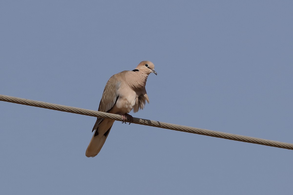 Vinaceous Dove - ML221418311
