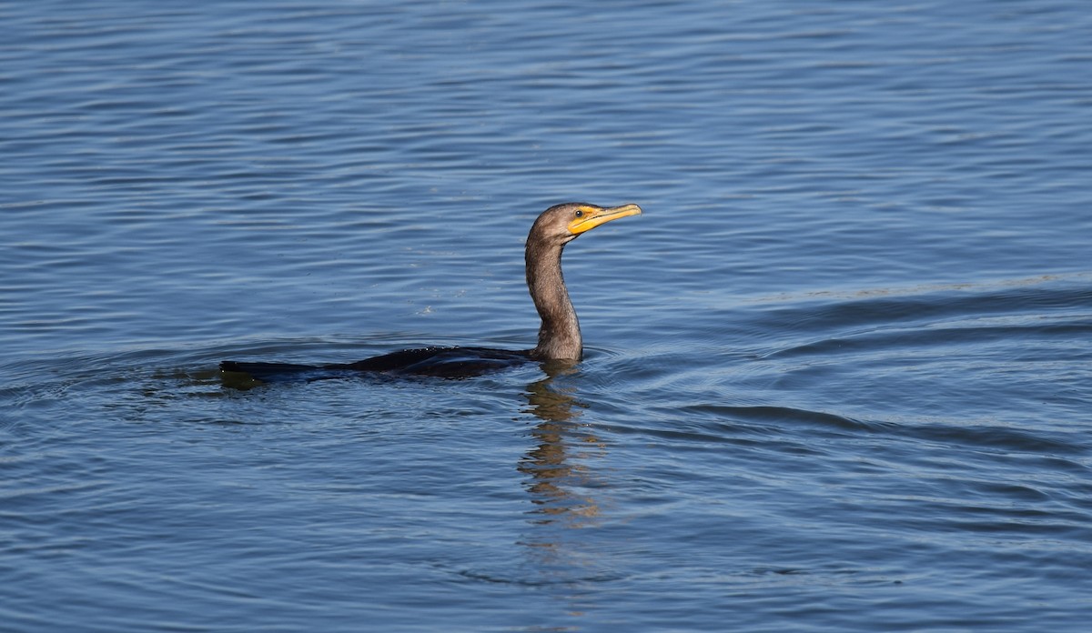 Double-crested Cormorant - Andy Reago &  Chrissy McClarren