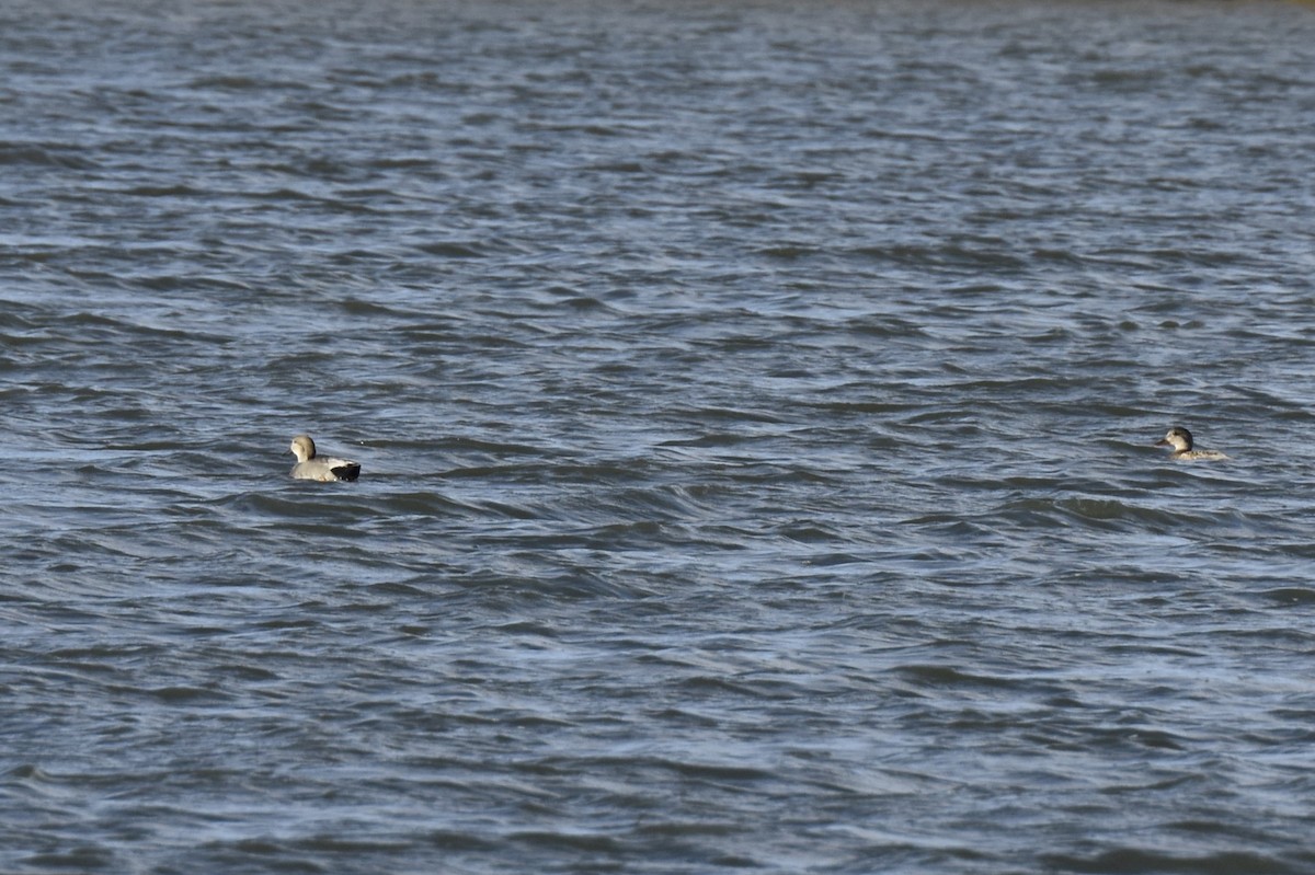 Gadwall - George Gibbs