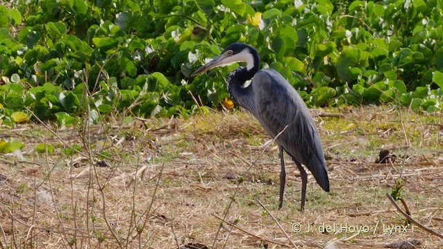 Garza Cabecinegra - ML221420741