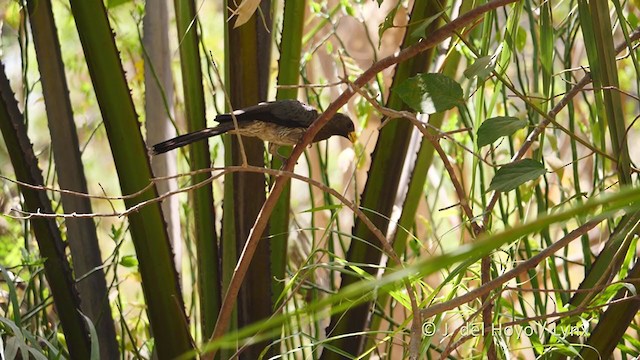 Western Plantain-eater - ML221420761