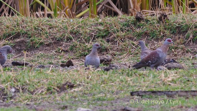 Pigeon roussard - ML221420911