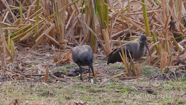 Ibis hagedash - ML221421091