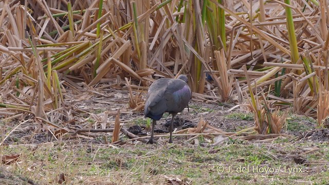 Hadada Ibis - ML221421111