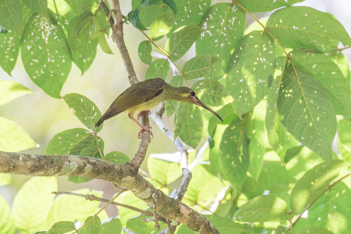 Yellow-eared Spiderhunter - ML221421431