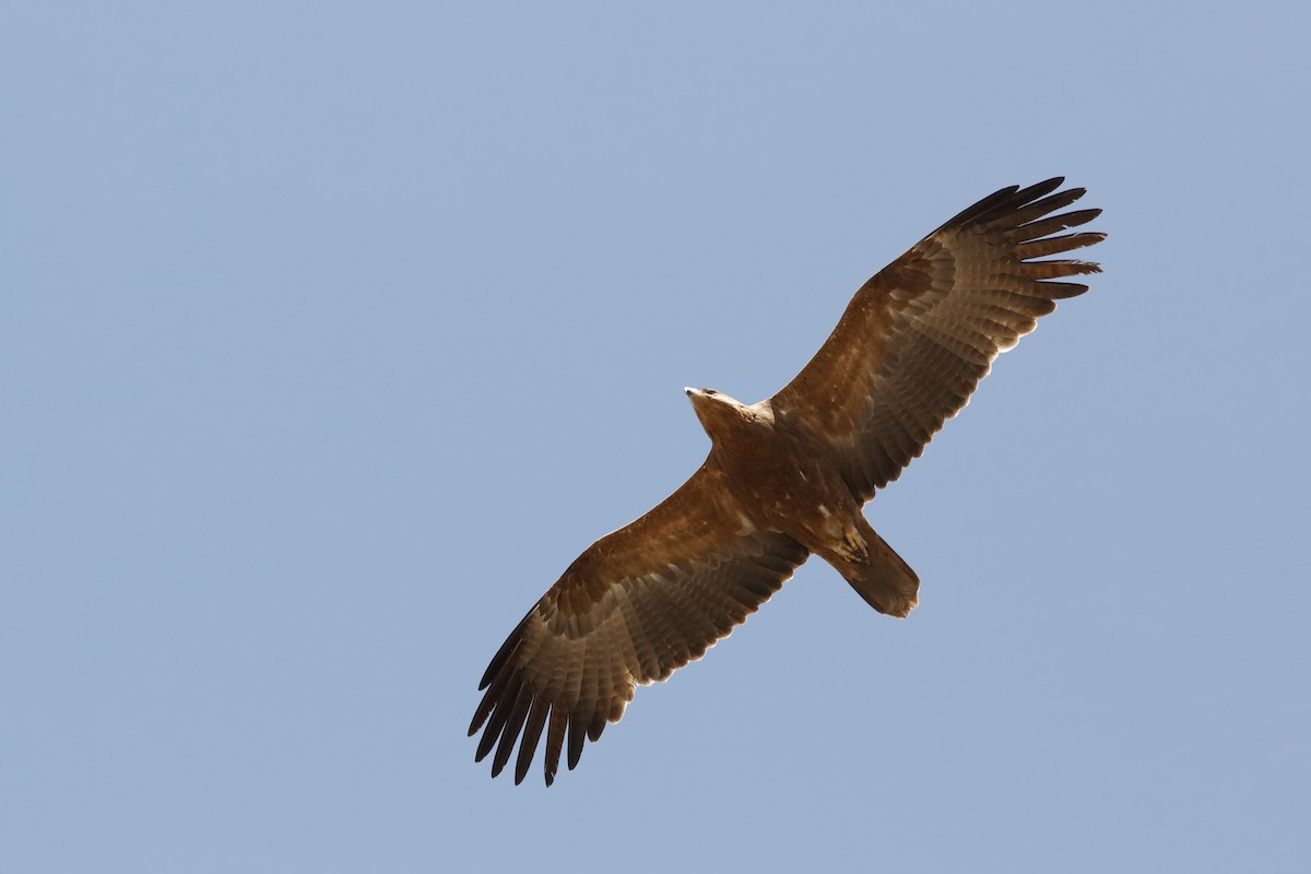 Wahlberg's Eagle - ML221422061