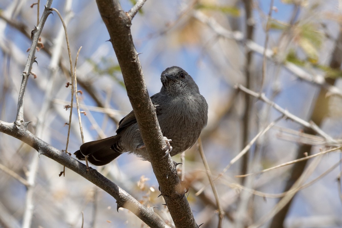 Gray Wren-Warbler - ML221422081