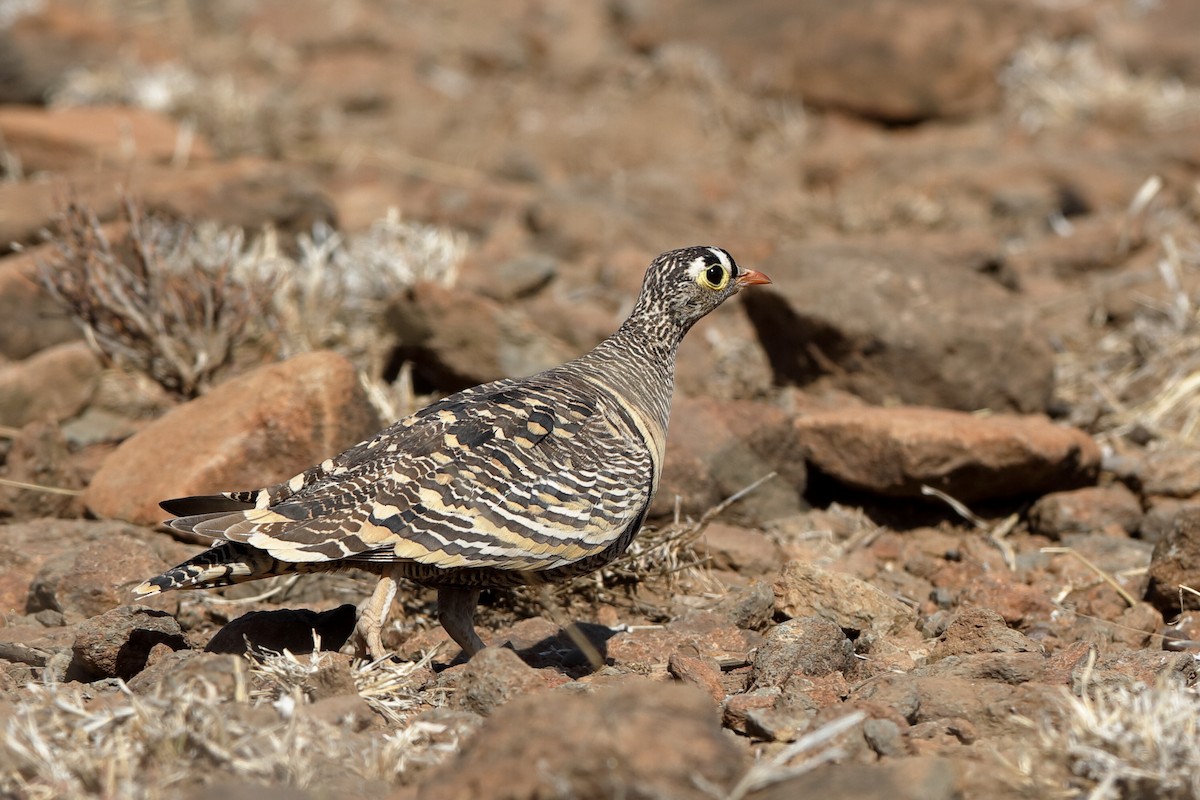 Lichtenstein's Sandgrouse - ML221422121