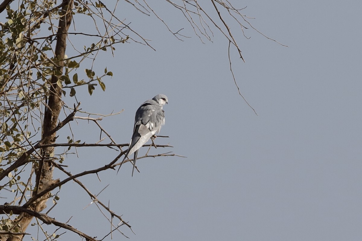 Scissor-tailed Kite - ML221422141