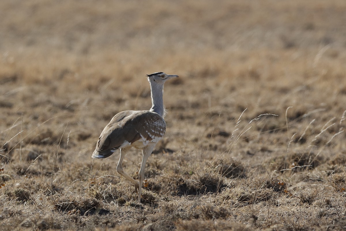 Arabian Bustard - ML221422181