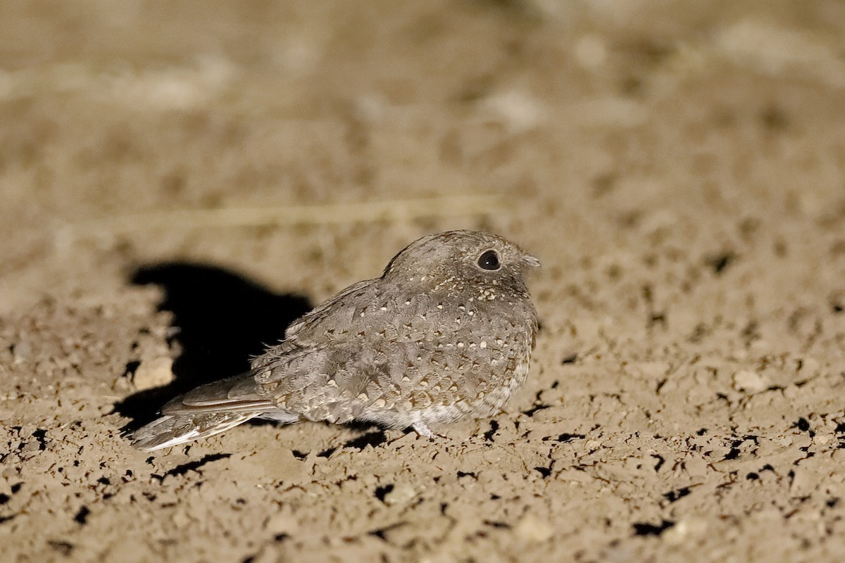 Star-spotted Nightjar - ML221422631