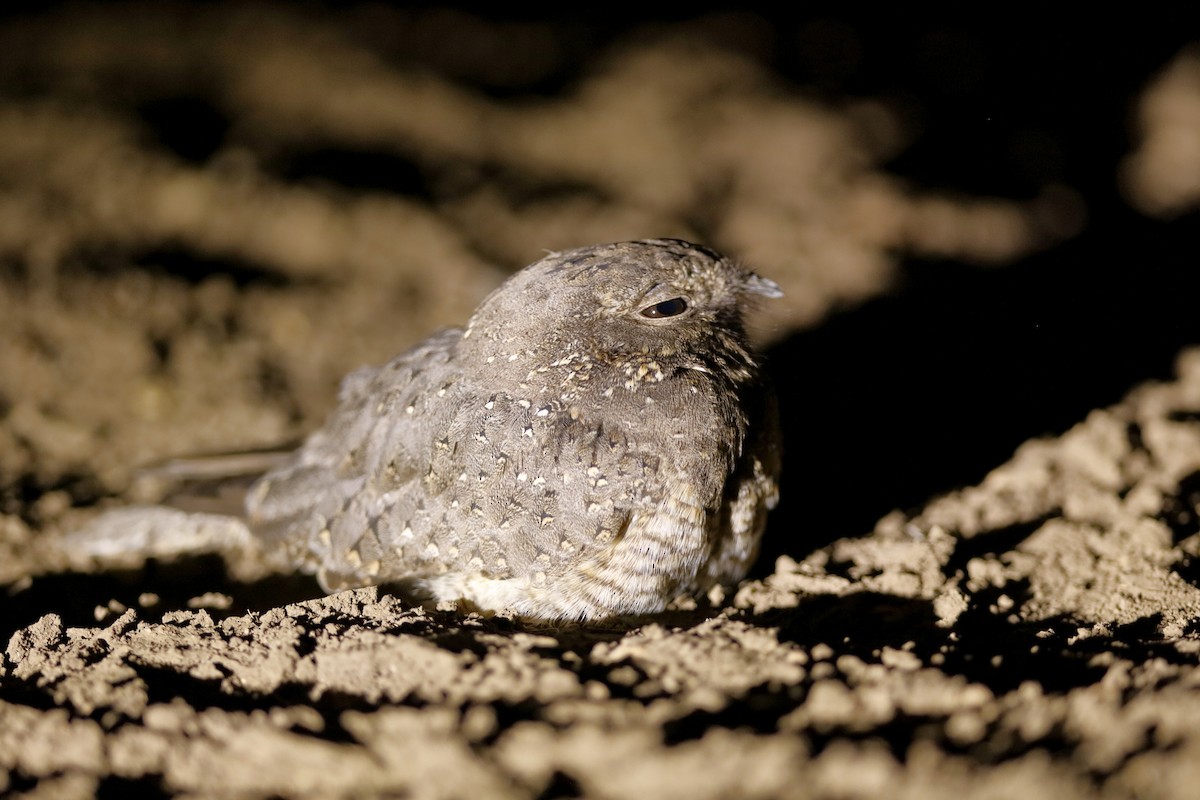 Star-spotted Nightjar - Holger Teichmann