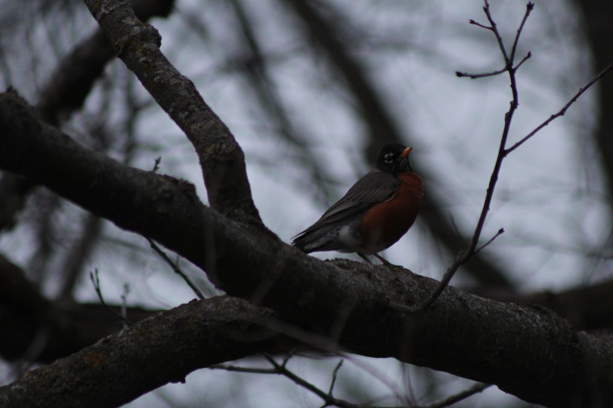 American Robin - ML221422761