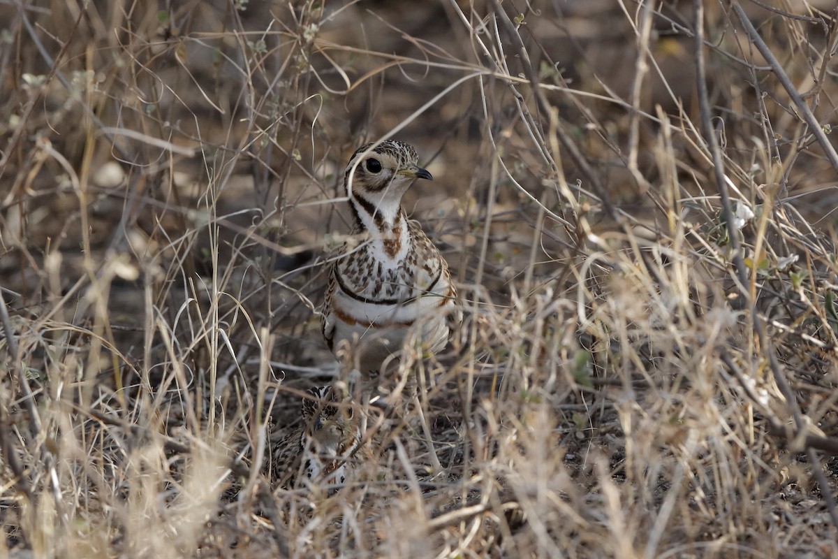 Three-banded Courser - ML221423271