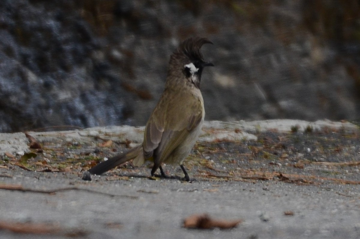 Himalayan Bulbul - ML221424481