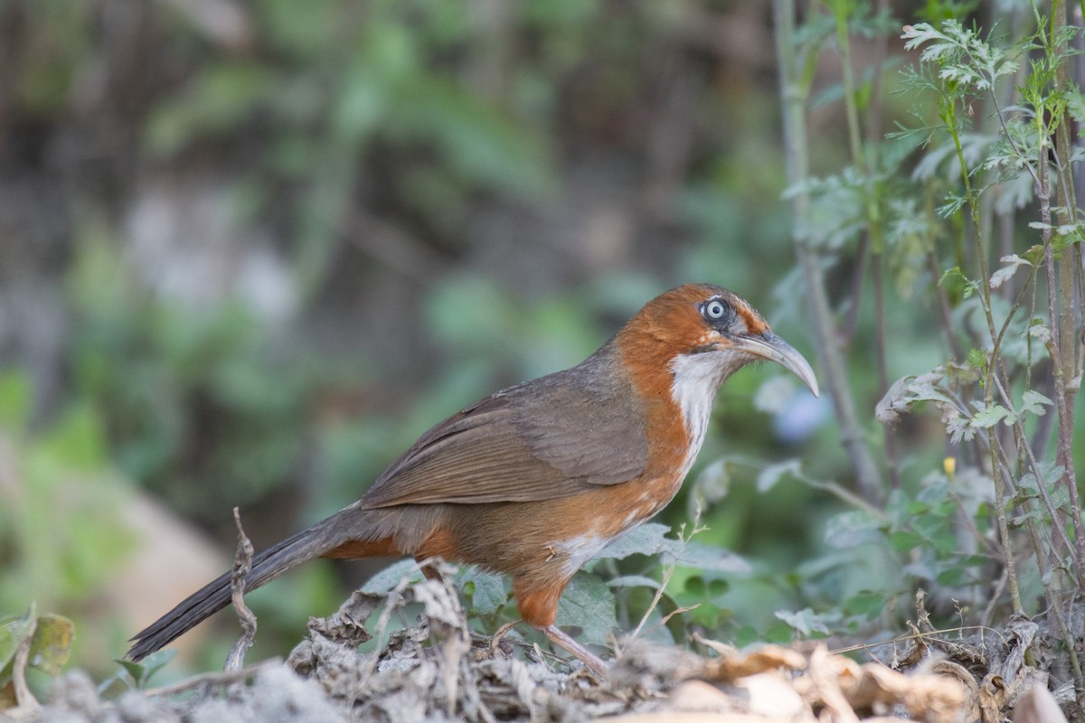 Rusty-cheeked Scimitar-Babbler - Ian Hearn