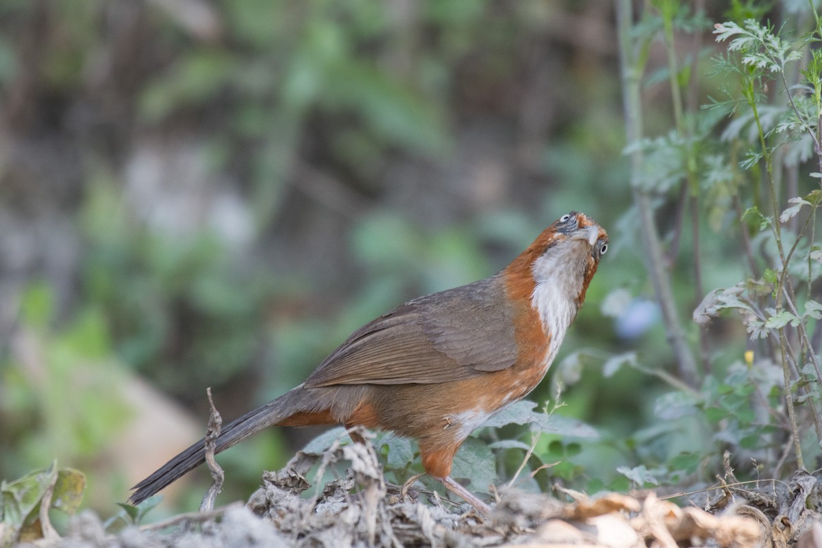 Rusty-cheeked Scimitar-Babbler - ML221425921