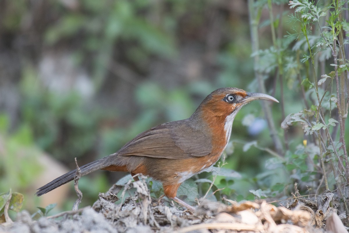 Rusty-cheeked Scimitar-Babbler - ML221425931