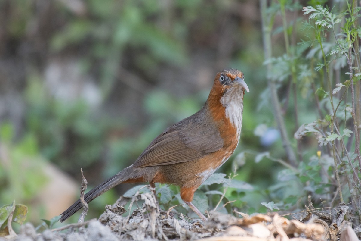 Rusty-cheeked Scimitar-Babbler - Ian Hearn