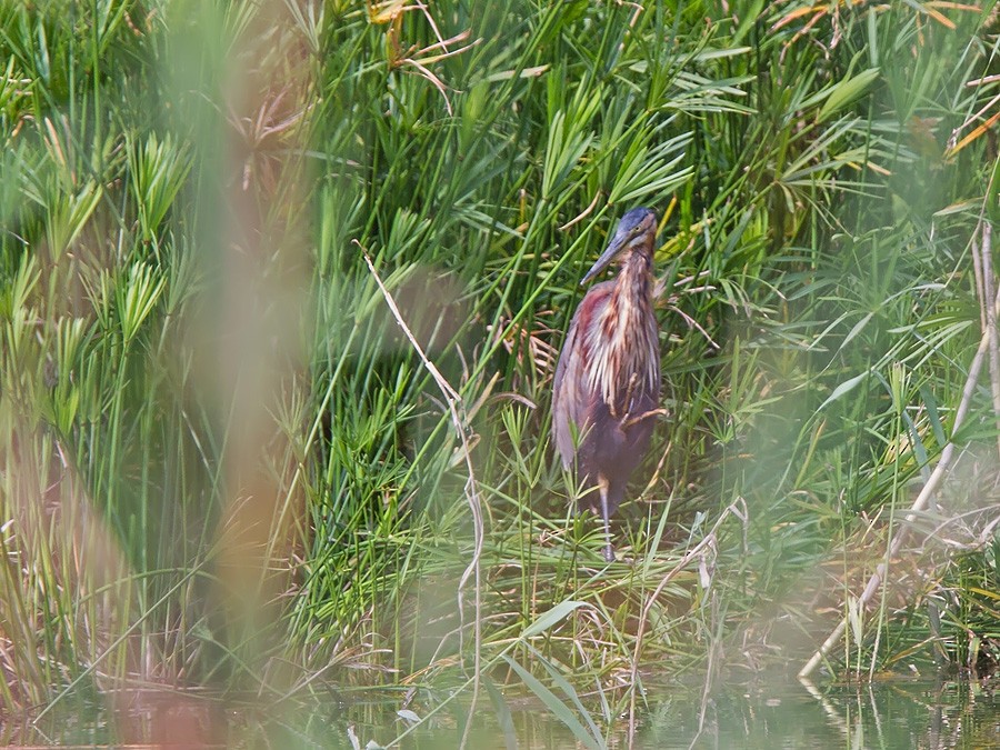 ムラサキサギ（purpurea グループ） - ML221426501