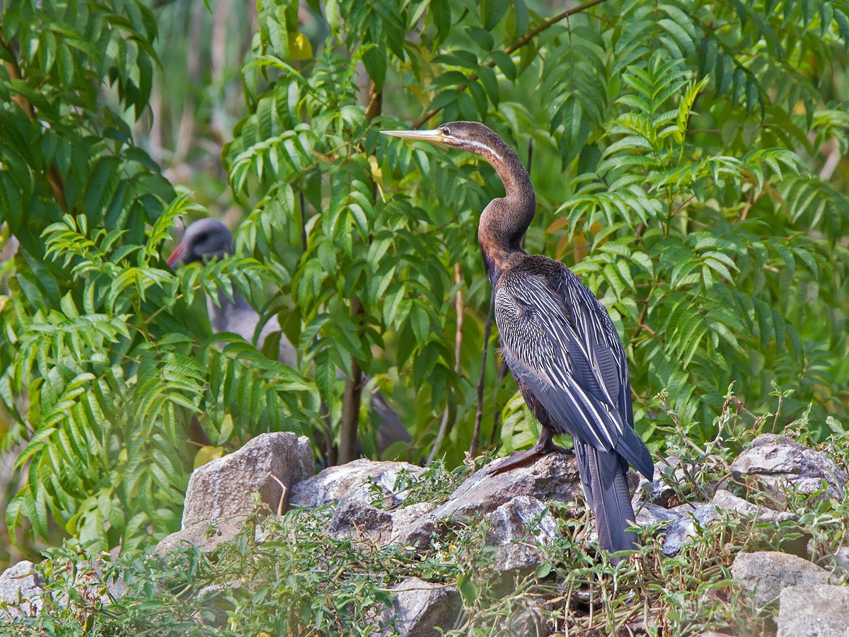 アフリカヘビウ - ML221426511