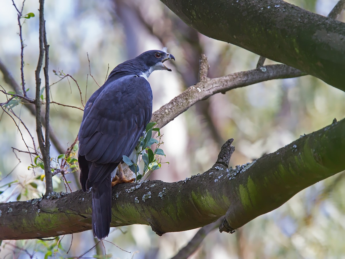 オオハイタカ - ML221426521