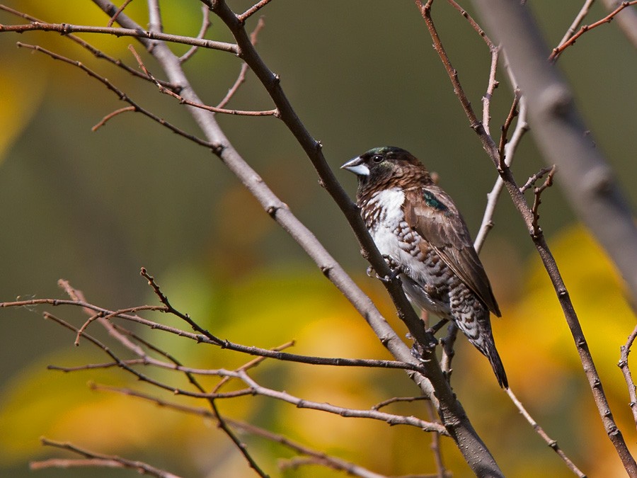 ハゴロモシチホウ - ML221426561