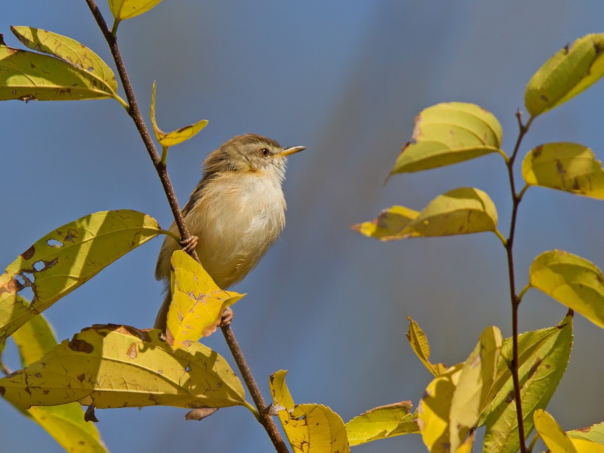 マミハウチワドリ - ML221426571