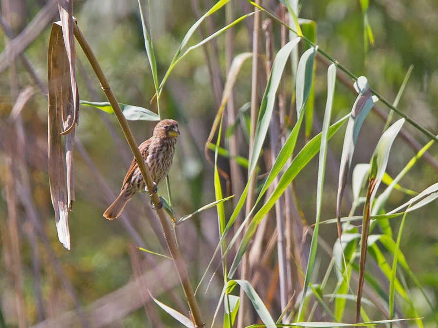 ハシブトハタオリ - ML221426581