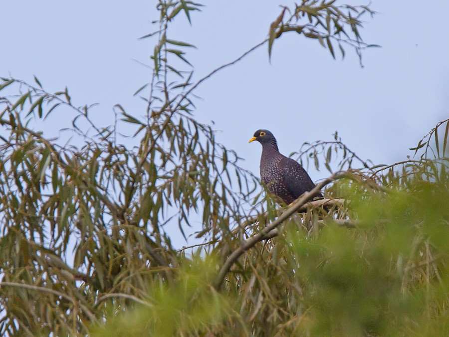 オリーブバト - ML221426621