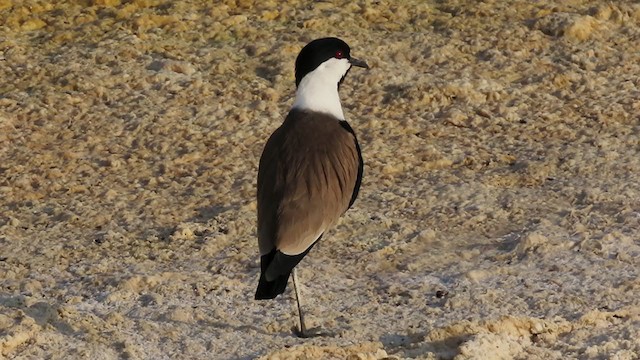 Spur-winged Lapwing - ML221426691