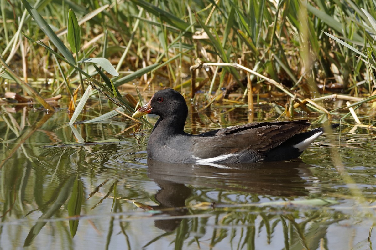 Eurasian Moorhen - ML221428341