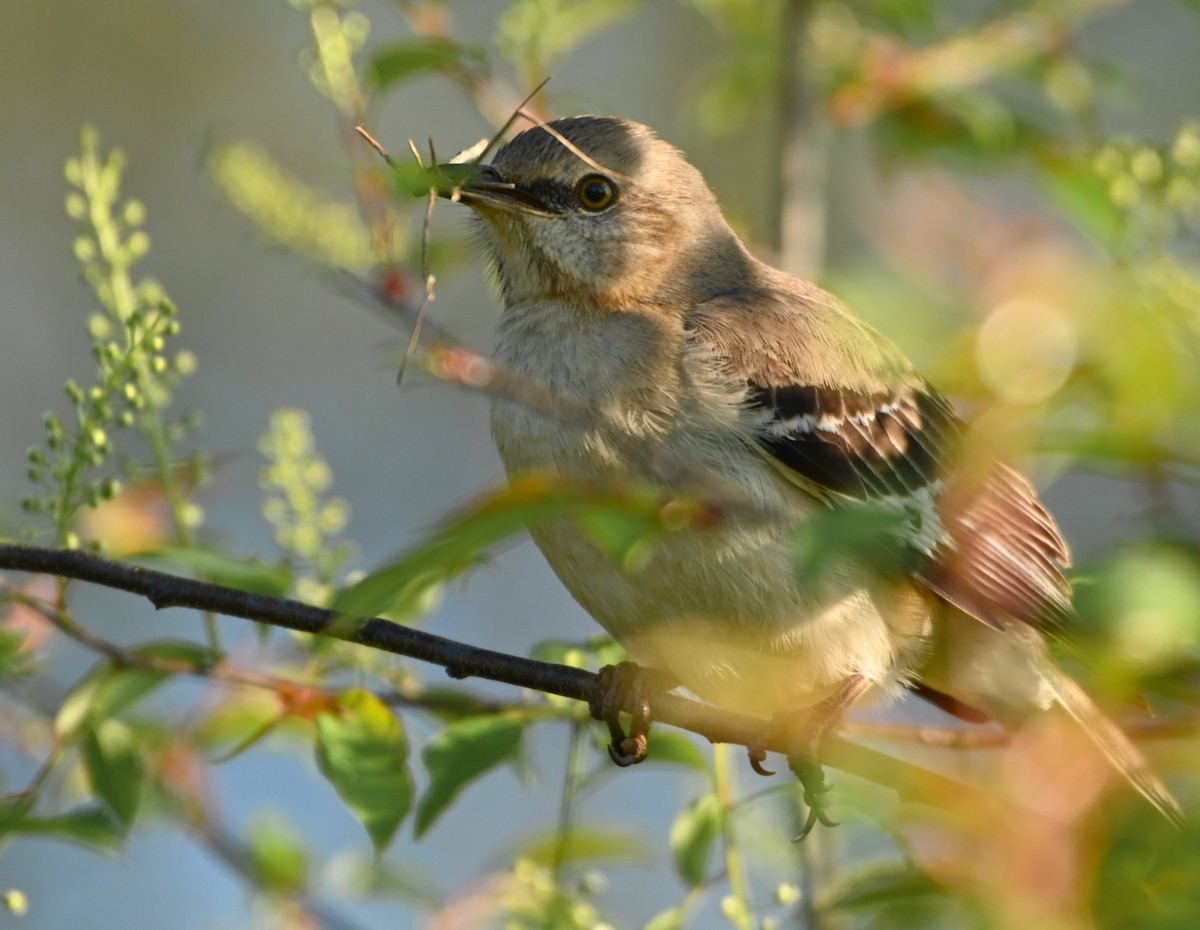 Northern Mockingbird - ML221428841