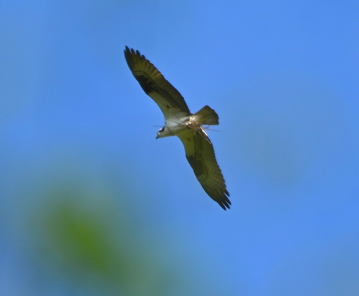 Osprey - ML221428961